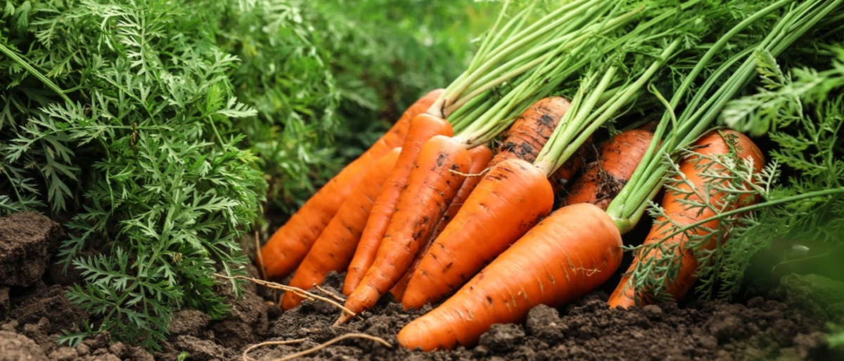 Havuç Faydaları Nelerdir?