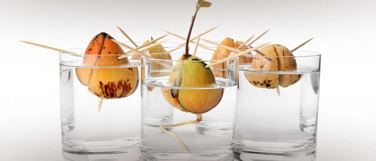 Avokado Nasıl Yetiştirilir?