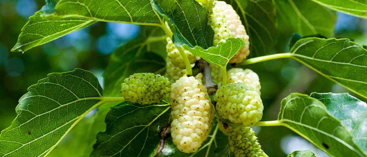 Beyaz Dut Faydaları Nelerdir?