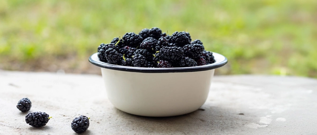 Karadut Özü Nedir?