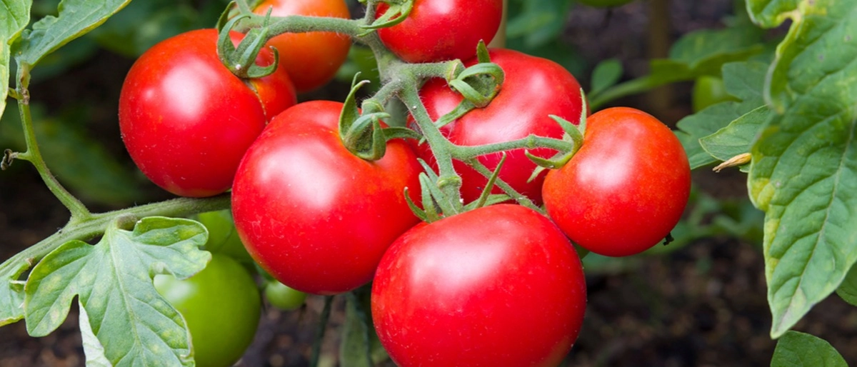Domatesin Faydaları Nelerdir?