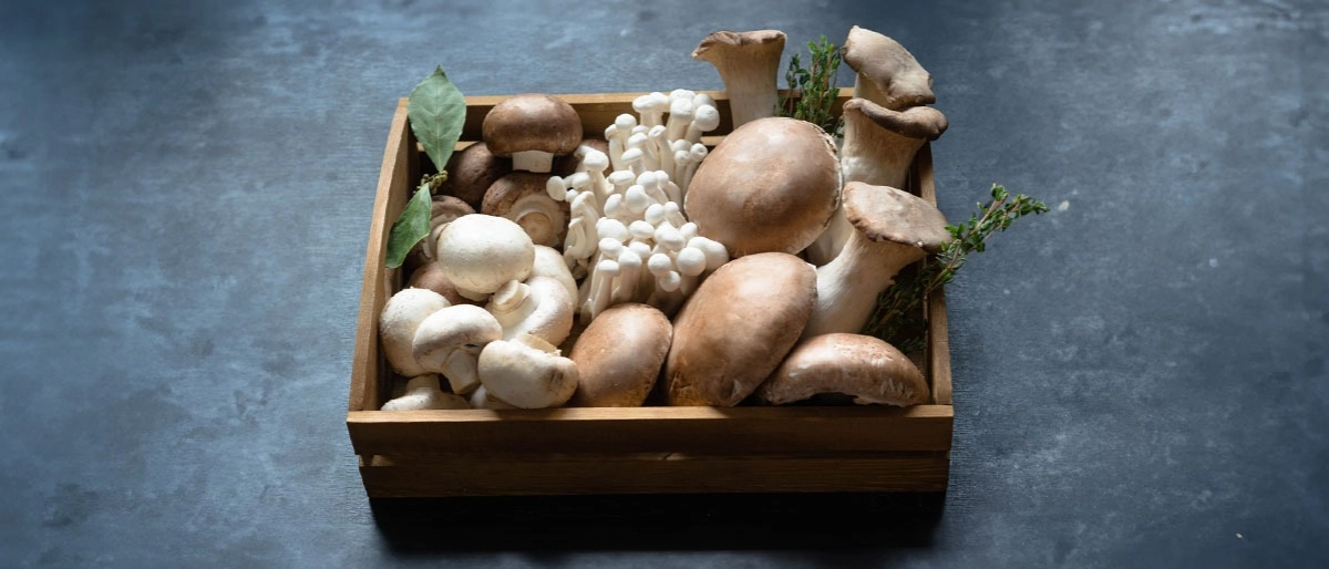 Mantar Çeşitleri Nelerdir?