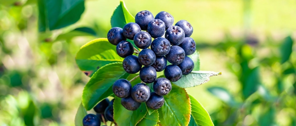 Aronya Meyvesi Nedir?