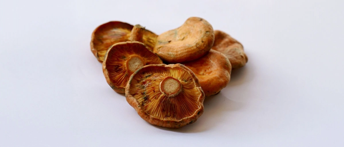 Çıntar (Kanlıca) Mantarı Nedir?