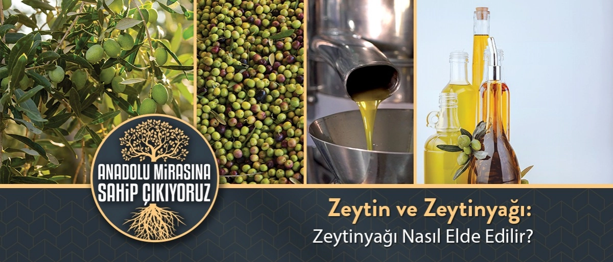 Zeytinyağı Nasıl Elde Edilir?