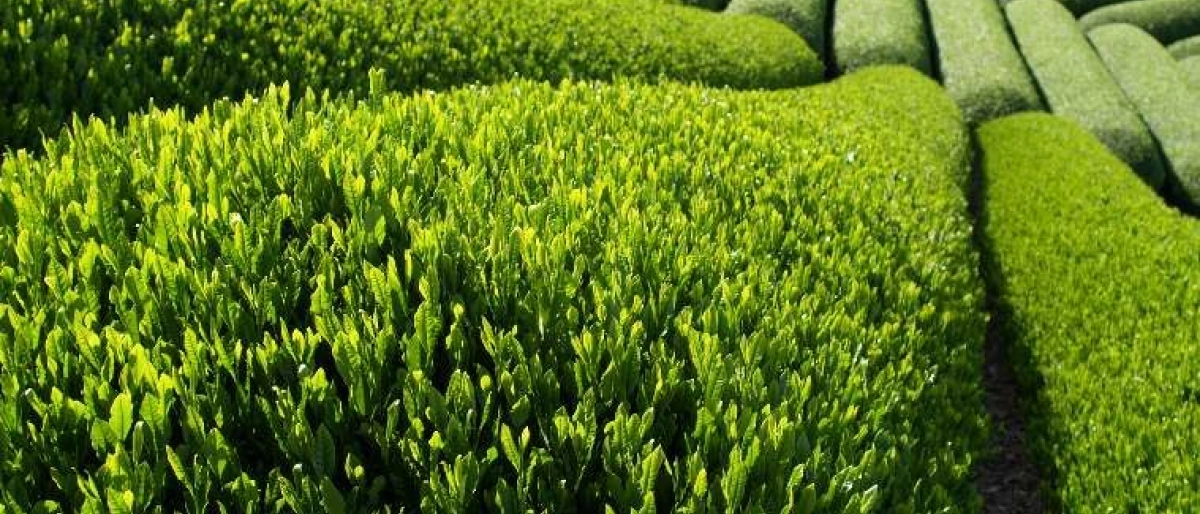 Severek Tükettiğimiz Çayın Tarihçesi