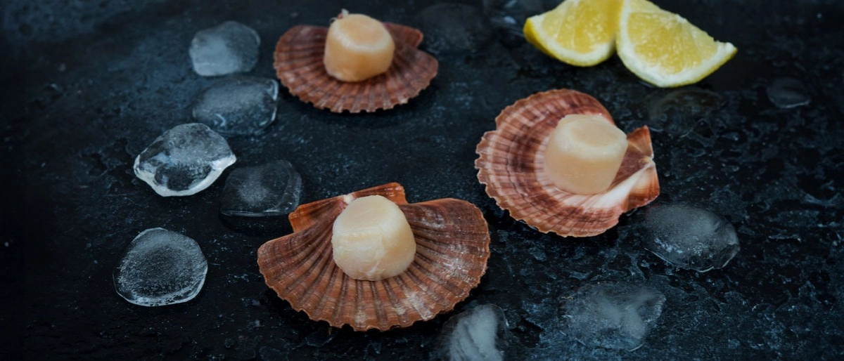 Deniz Tarağı Nedir?