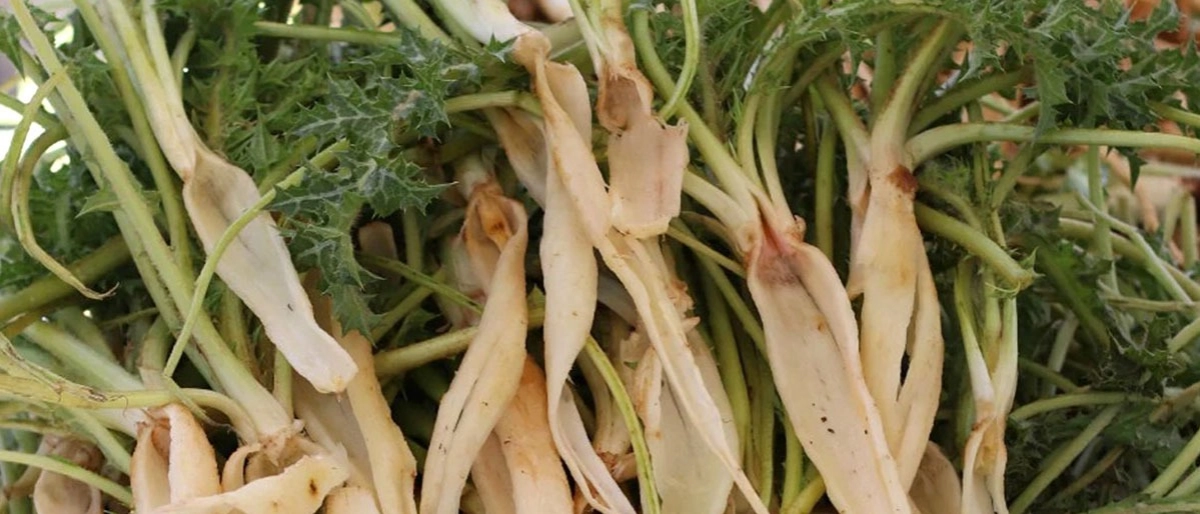 Şevketi Bostan Otu Nedir?