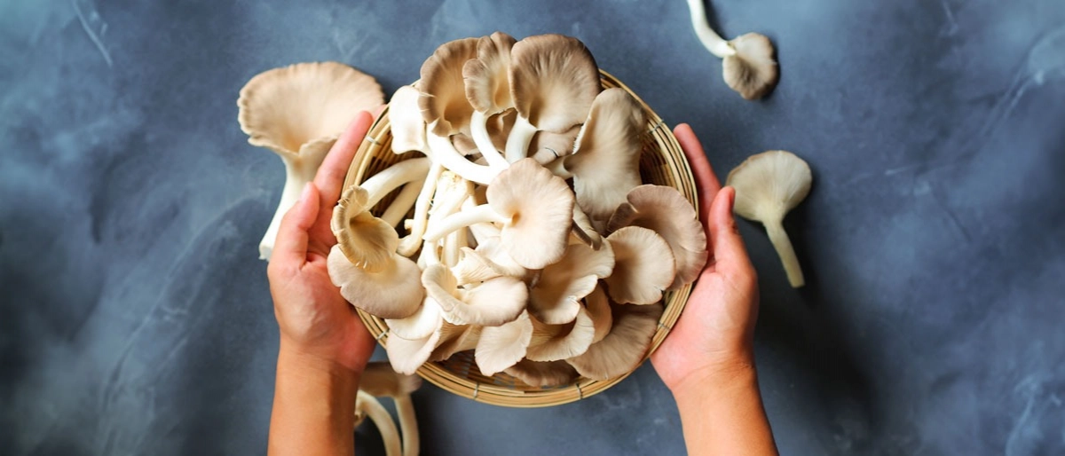 İstiridye Mantarı Nedir?