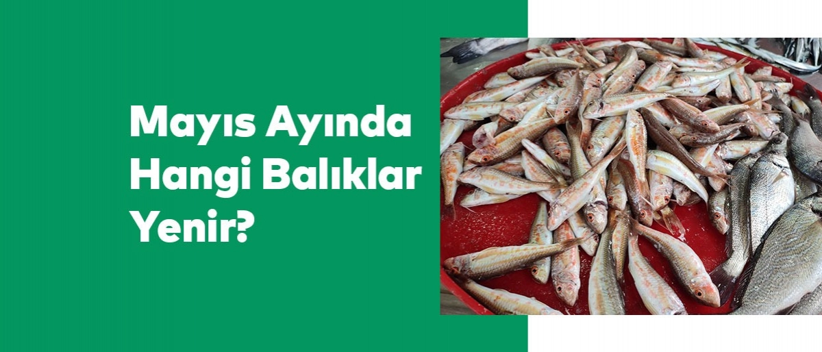 Mayıs Ayında Hangi Balıklar Yenir?