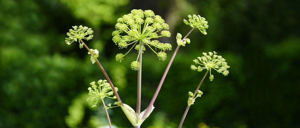 Çakşır Otu Nedir?