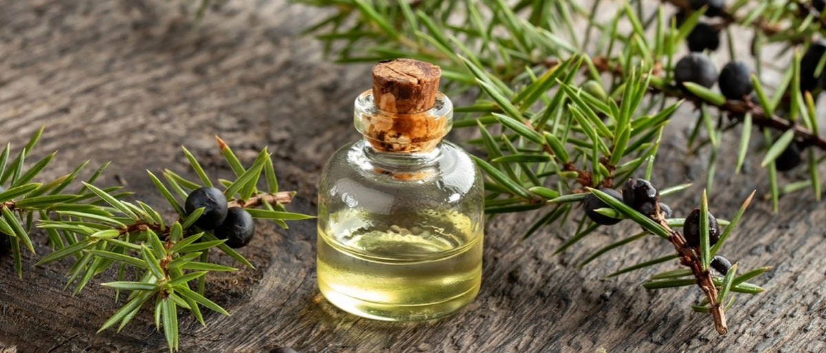 Ardıç Yağı Nedir?