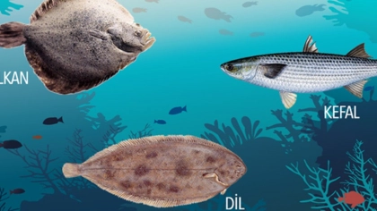 Mart Ayı Balıkları