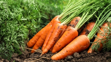 Havuç Faydaları Nelerdir?