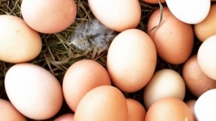 Yumurta Hakkında Bilinmesi Gerekenler