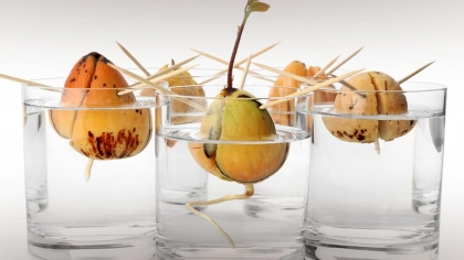 Avokado Nasıl Yetiştirilir?