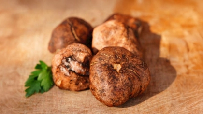 Domalan (Keme) Mantarı Nedir?