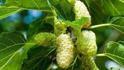 Beyaz Dut Faydaları Nelerdir?