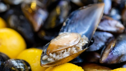 Midyeci Zane - İzmir