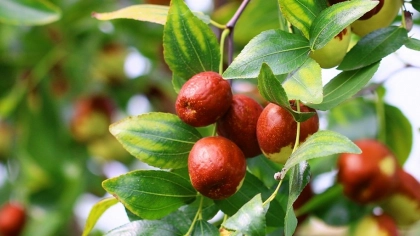 Hünnap Faydaları Nelerdir?