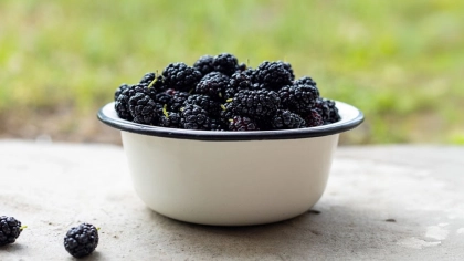 Karadut Özü Nedir?