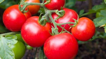 Domatesin Faydaları Nelerdir?