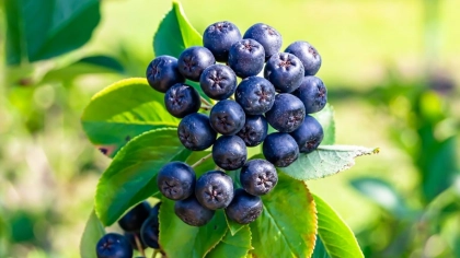 Aronya Meyvesi Nedir?