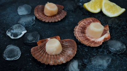 Deniz Tarağı Nedir?