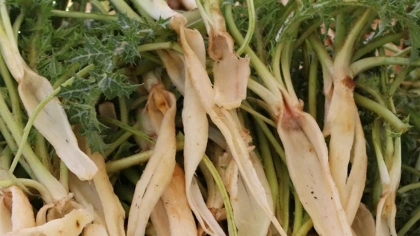 Şevketi Bostan Otu Nedir?