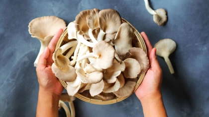 İstiridye Mantarı Nedir?