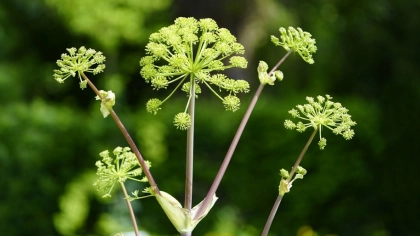 Çakşır Otu Nedir?